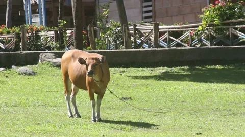 Cows in at Village Stock-Footage 209799753
