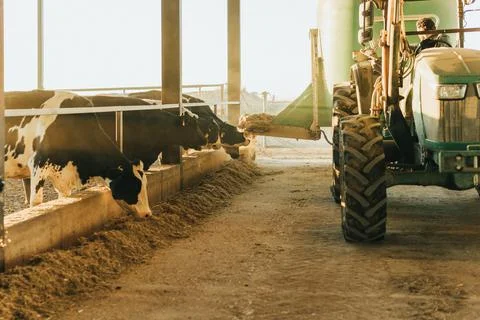 Cows waiting to be fed while a tractor arrives with feed. Stock Photos