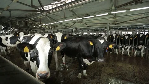 Cows waiting to be milked Stock Footage 73555499