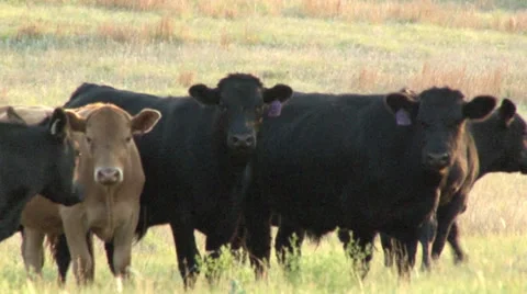 Cows Waling Away Stock Footage 36570040