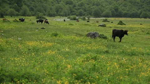 Cows Walk and Graze in a Meadow/Plain. Stock Footage
