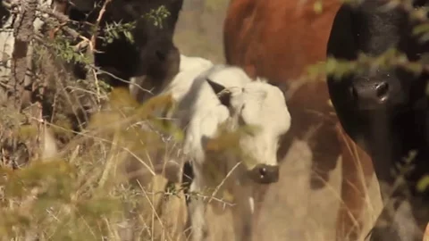 Cows Walk Around in Group Stock Footage 103499424