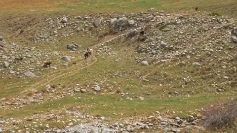 Cows walk down the mountainside Stock-Footage 241925070