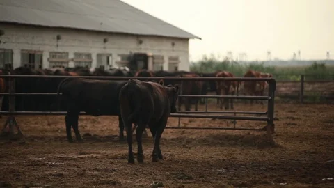 Cows walk on the farm in open paddock Stock Footage 73560706