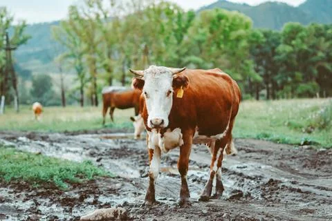 Cows walk in the field Stockfoto's