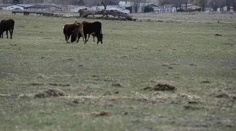 Cows walk Stock Footage 10916220
