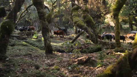 Cows walk in a lush forest, in Ethiopia Stock Footage 199647995