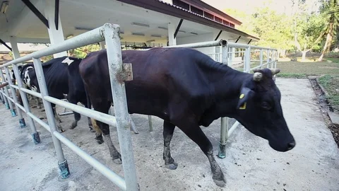 Cows walk out from stable. Stock Footage 115122962