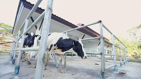 Cows walk out from stable. 스톡 동영상 115122969