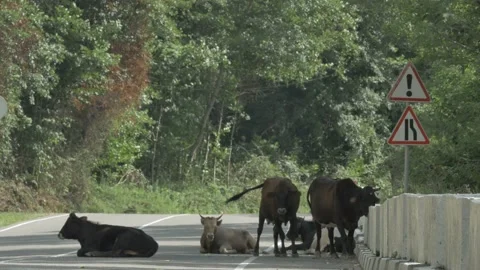 Cows walk on the road Stock Footage 147553773
