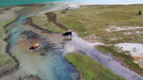 Cows walking across Llanganuco river in Peru Video stock 135841521