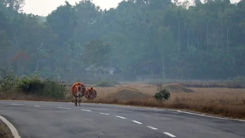 Cows Walking Along Empty Rural Road in Indian Countryside Video stock 326857350