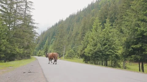 Cows Walking Along a Mountain Road in the Carpathians Stock Footage 336573393