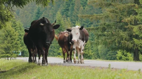 Cows Walking Along a Mountain Road in the Carpathians Vídeos de archivo 336573718