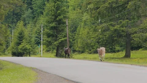 Cows Walking Along a Mountain Road in the Carpathians Stock Footage 336779880