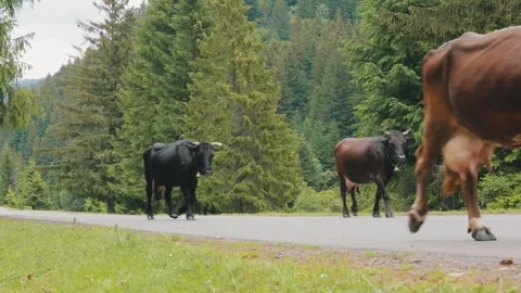 Cows Walking Along a Mountain Road in the Carpathians Stockbeeldmateriaal 336944972