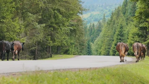 Cows Walking Along a Mountain Road in the Carpathians Video stock 338425985