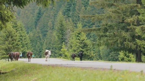 Cows Walking Along a Mountain Road in the Carpathians Vidéo 339042883