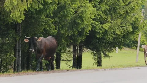 Cows Walking Along a Mountain Road in the Carpathians Video stock 339042899