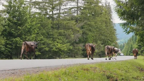 Cows Walking Along a Mountain Road in the Carpathians Video stock 341658495