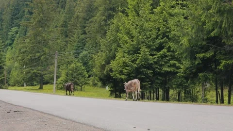 Cows Walking Along a Mountain Road in the Carpathians Video stock 341658508