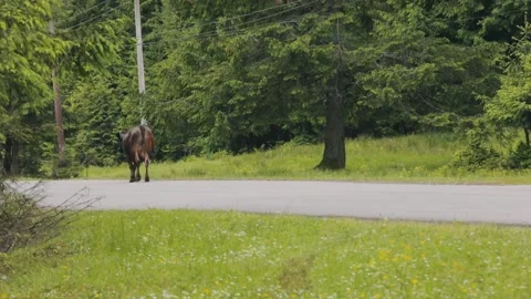 Cows Walking Along a Mountain Road in the Carpathians Video stock 341786032