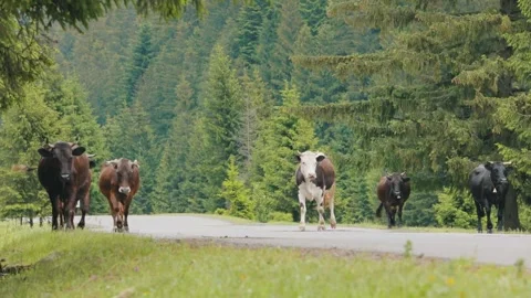 Cows Walking Along a Mountain Road in the Carpathians Video stock 341786045