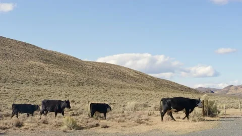COWS WALKING ALONG THE SIDE OF THE ROAD 動画素材 140214808