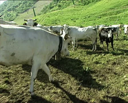 COWS walking among cows AUDIO 스톡 동영상 11494686