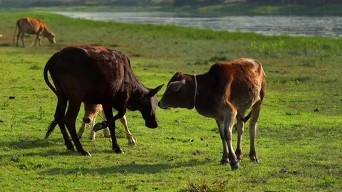 Cows Walking and Grazing in Riverside Green Pasture Stock Footage 327609231