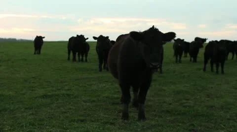 Cows walking and grazing at sunset wide angle lens ws Vidéo 18770648
