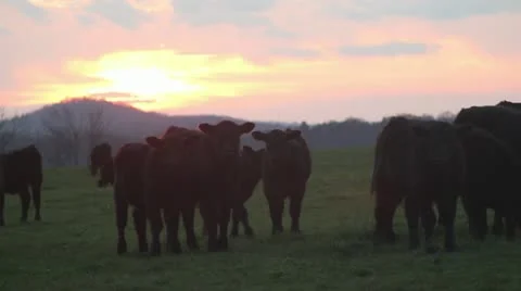 Cows walking and grazing at sunset ws herd 스톡 동영상 18772684