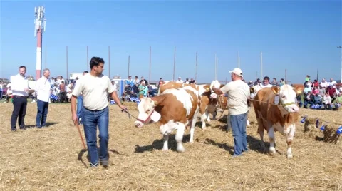 Cows walking around in a circle, jury assessed, 4K Video stock 55580346