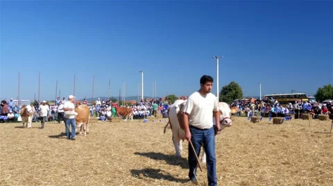 Cows walking around in a circle, the jury assesses cattle, wide angle, 4K Stock Footage 55580604