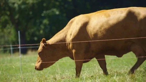 Cows walking around in the fields on sunny day 動画素材 126819981
