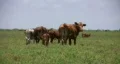 Cows walking away in field green lush pasture HD HD Footage