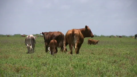 Cows walking away in field green lush pasture HD Stock Footage 80067