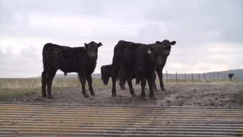 Cows walking away Stock Footage 108818085