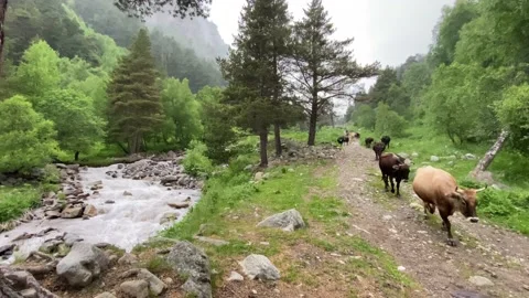 Cows walking back to farm from the meadow 스톡 동영상 133894760