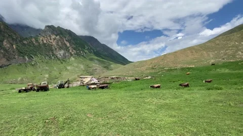 Cows walking back to farm through the green summer meadow 스톡 동영상 133894664