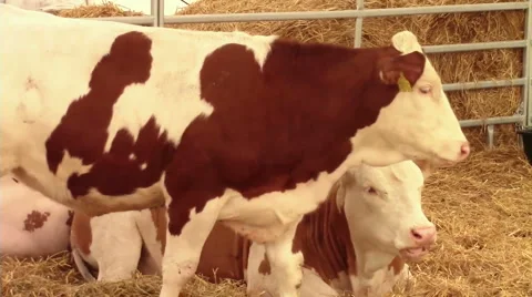 Cows walking in the barn Video stock 56858760