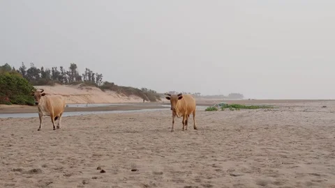 Cows Walking on a Beach Stock Footage 303868313