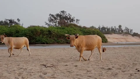 Cows Walking on a Beach Stock Footage 303868648