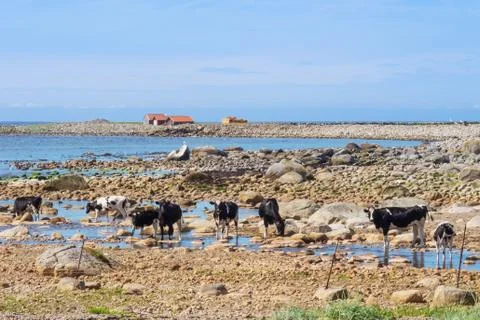 Cows walking on the beach Stock Photos