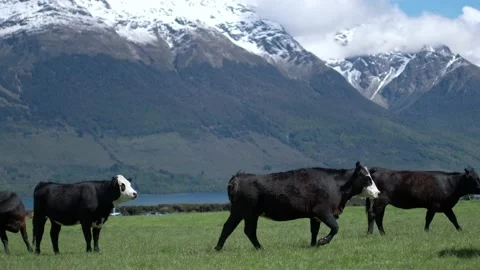 Cows walking in a beautiful mountain field Stock Footage 140610816
