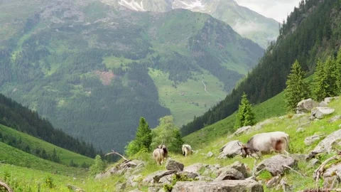 Cows walking down the mountains Stock Footage 283338789