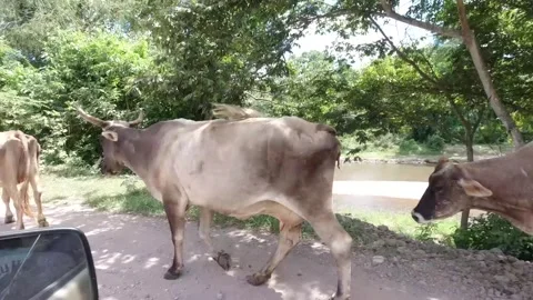Cows walking down road Vídeos de archivo 131350622