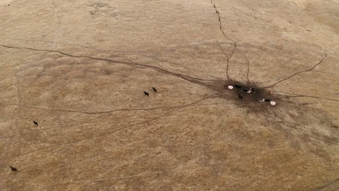 Cows Walking on Dry Grass Mountain Hill Landscape Stock-Footage 123202705