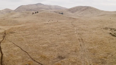 Cows Walking on Dry Grass Mountain Hill Landscape Stock-Footage 123203224