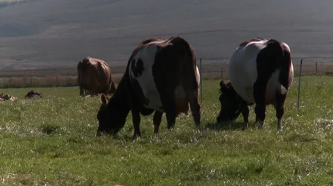 Cows walking, eating grass Stock Footage 8770596